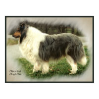 Blue Merle Collie Art Print print