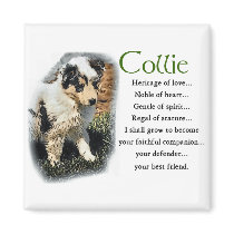 Blue Merle Collie Gifts magnets