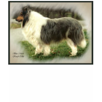 Blue Merle Rough Collie Gifts t-shirts