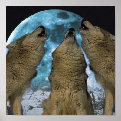 Pictures Of Wolves Howling. BLUE MOON WOLVES HOWLING