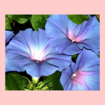 Blue Morning Glory Canvas Print posters