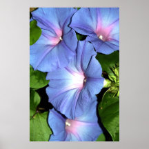 Blue Morning Glory Canvas Print, Version B
