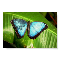 Blue Morph Butterfly posters