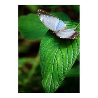 Blue Morpho 112 Print print