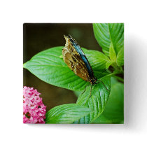 Blue Morpho 143 Button