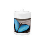 Blue Morpho Butterfly