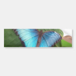 Blue Morpho Butterfly Bumper Stickers