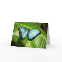 Blue Morpho Butterfly cards