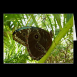 Blue Morpho Butterfly Card