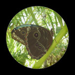 Blue Morpho Butterfly Magnet