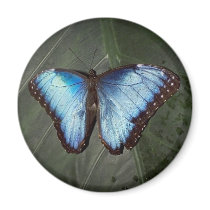 Blue Morpho Butterfly magnet by erinphotodesign Blue Morpho Butterfly magnet