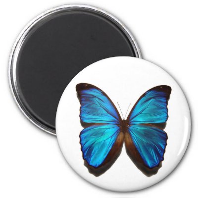 Blue Morpho Butterfly Refrigerator Magnets