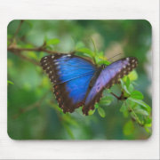 Blue Morpho Butterfly Mousepad mousepad