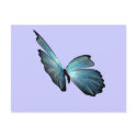 Blue Morpho Butterfly postcards by trulit Blue Morpho Butterfly postcards