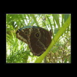 Blue Morpho Butterfly Postcard