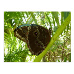 Blue Morpho Butterfly Postcard