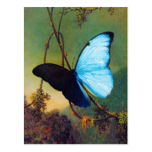 Blue Morpho Butterfly Postcard