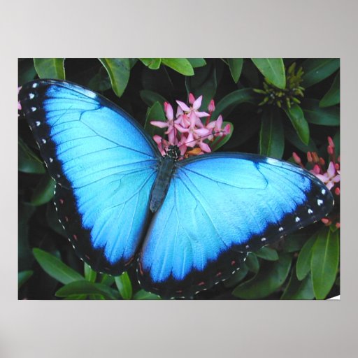 Blue Morpho Butterfly Print | Zazzle