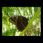 Blue Morpho Butterfly Print