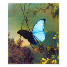 Blue Morpho Butterfly Print Art Photo