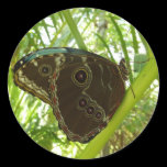 Blue Morpho Butterfly Sticker