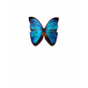 Blue Morpho butterfly t-shirts