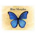 Blue Morpho Illustration posters by Boehm_graphics Blue Morpho Illustration posters