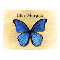 Blue Morpho Illustration posters by Boehm_graphics Blue Morpho Illustration posters