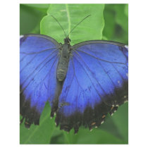 Blue Morpho letterhead