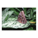 Blue Morpho, Niagara Parks, Canada posters