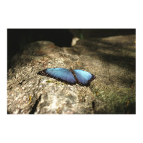 Blue Morpho, Niagara Parks, Canada posters