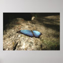 Blue Morpho, Niagara Parks, Canada posters