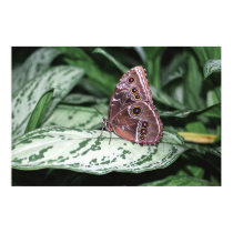 Blue Morpho, Niagara Parks, Canada posters by Resch Blue Morpho, Niagara Parks, Canada posters