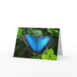 Blue Morpho Note Cards