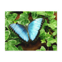 Blue Morpho Postcard by draconyz Blue Morpho Postcard