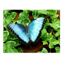 Blue Morpho Postcard