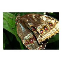 Blue Morpho posters