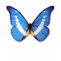 Blue Morpho T-Shirt