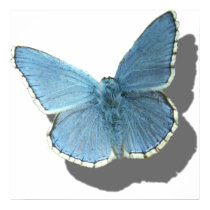 blue moth.psd posters by ppprincess1 blue moth.psd posters