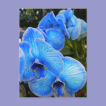 Blue Mystique Orchids PostCard postcards