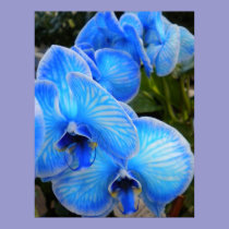 Blue Mystique Orchids Poster posters