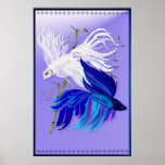 Blue 'n' White Siamese Fighting Fish Large Poster