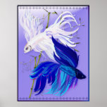 Blue 'n' White Siamese Fighting Fish Posters