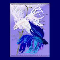 Blue 'n' White Siamese Fighting Fish Posters posters