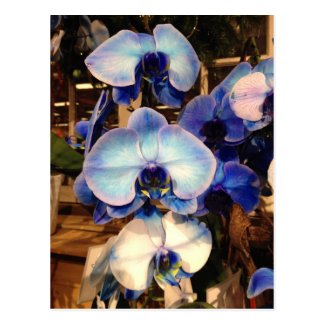Blue Orchid Flowers