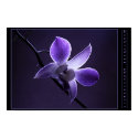Blue Orchid posters by bjodo1 Blue Orchid posters