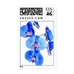 flower, flowers, blue, wedding, orchid, orchids,
