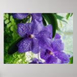 Blue Orchids Watercolor Poster