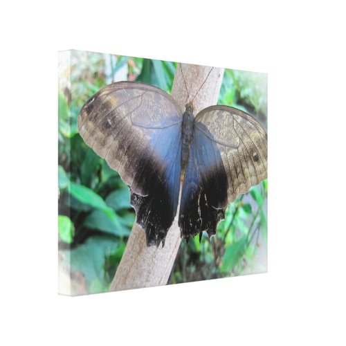 Blue Owl Butterfly wrappedcanvas
