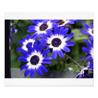 Blue Painted Daisies